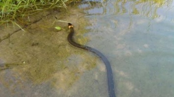 В США гремучая змея на катере до смерти напугала туристов (видео)