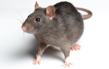 Нью-Йорк потратит 32 миллиона долларов на борьбу с крысами