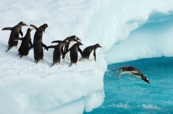Дроздов рассказал о судьбе пингвинов с отколовшегося гигантского айсберга