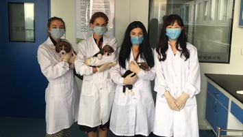 Фабрика клонов: как и зачем в Китае начали клонировать ГМО-собак?