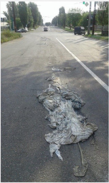 В Северодонецке на улицах валяются останки животных (фото)