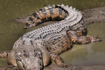В Коста-Рике крокодил закусил на пляже скатом (видео)