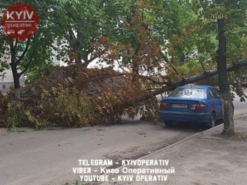 В Киеве дерево рухнуло в сантиметре от припаркованного авто