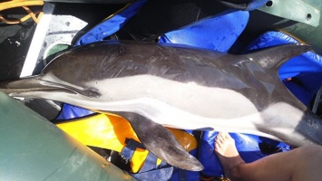 В районе Керчи спасатели помогли больному дельфину