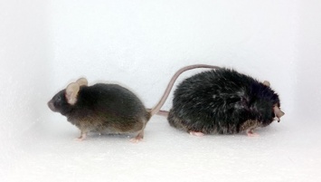 Биологи нашли "программу альфа-самца" в мозге мышей