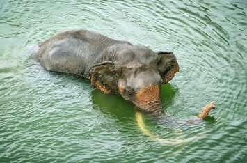 Военным пришлось спасать заплывшего в открытое море слона