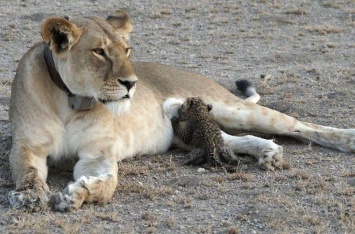 Дикая львица в Африке замечена за кормлением детеныша леопарда