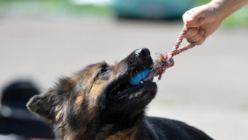 В Крыму от укусов животных пострадали более трех тысяч человек