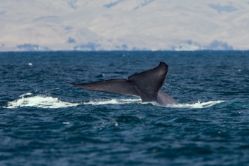 Впервые в истории морской кит убил человека