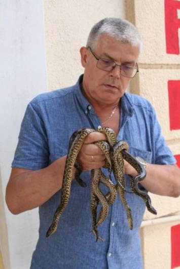 В Одесском зоопарке родились змееныши анаконды