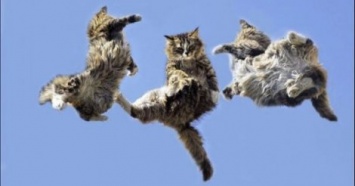 Ученые рассказали, почему кошки всегда падают на четыре лапы