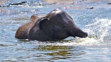 На Шри-Ланке 12 часов спасали тонущего слона (видео)