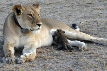 В зоопарке Танзании львица вскармливает детеныша леопарда