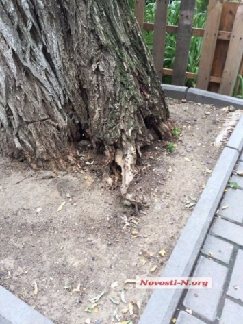 «Порочный круг»: что делают городские власти, когда николаевцы просят спилить аварийное дерево