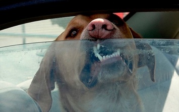 В Днепре собаки из окна автомобиля кусали прохожих