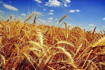 Какие области Украины лидируют в урожайности?