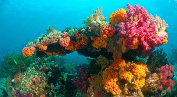 Найдена причина роста коралловых рифов на севере Тихого океана