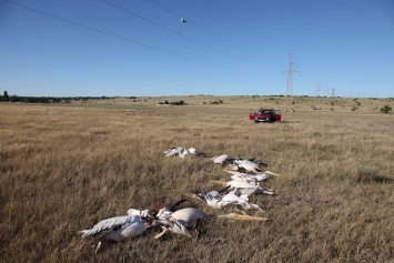 На Прогрессовской косе 12 пеликанов погибло в результате удара током от провода электросети