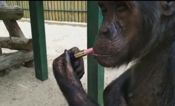 В зоопарке Бердянска шимпанзе умеет красить губы: видео