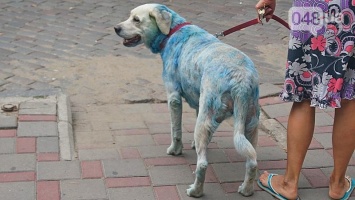 Курьезы нашего города: по центру города гуляла дама с синей собакой