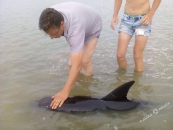 В Одесской области отдыхающие спасли трех дельфинов (фото)