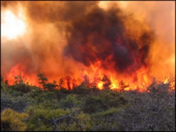 Древесина в Северной Америке дорожает из-за лесных пожаров в Канаде