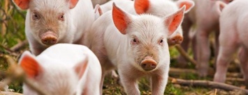 В Черниговской области обнаружили вирус африканской чумы свиней