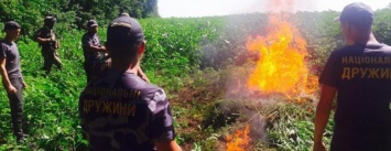 В районе Мариуполя активисты сожгли кусты конопли (ФОТО)
