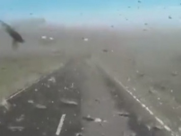 В России засняли облако саранчи, которое погрузило дагестанское село во тьму (видео)