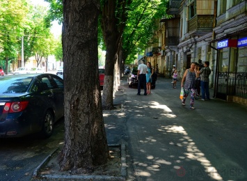 В Одессе проводят экспериментальную обработку деревьев