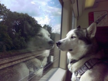 Вагоны для пассажиров с собаками могут появиться в Швейцарии