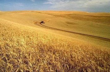 На Николаевщине зерновые обмолочены на 80% площадей