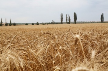 В Крыму в 2017 году урожай зерна составит 1,5-1,6 млн тонн