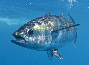 Секретом невероятной маневренности тунца оказались лимфоузлы