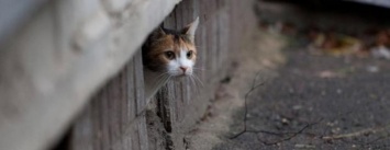 В Доброполье депутаты признали котов частью городской экосистемы
