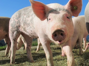 Тревога: на Полтавщине снова вспышка африканской чумы свиней
