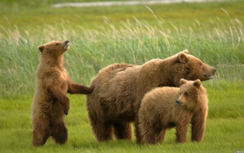 Херсонских медведей отправят на курорт