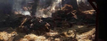 Ночью на Хортице горела конюшня, в администрации заповедника уверены, что это поджог, - ФОТО