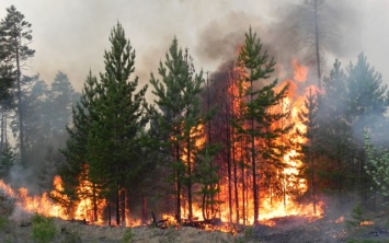 Херсонская область потерпает от пожаров