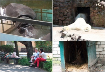 Лето в разгаре: как в николаевском зоопарке животные спасаются от жары?