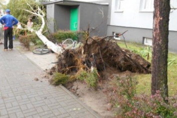 Непогода в Польше вырвала с корнем деревья и подтопила дома