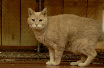 Аляска оплакивает кота, который прослужил мэром 20 лет