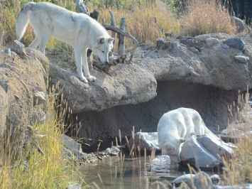 Смотри видео: под Запорожьем на прогулку вышли белые волчата