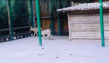 В бердянском зоопарке показали белых волчат на прогулке (Видео)