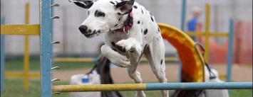 Черниговская компания положит начало первым в мире Олимпийским играм для животных