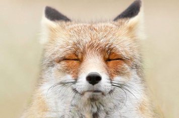 Фотограф рассказала, чему лисы могут научить людей