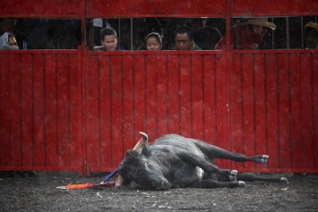 На Балеарских островах запретили убивать быков во время корриды