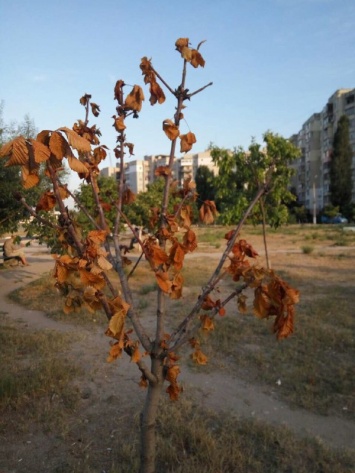 Николаевцы жалуются на то, что в сквере Боевой Славы деревья поливают раз в три недели