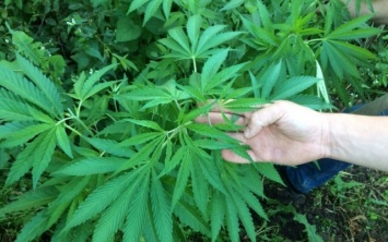 Житель Днепропетровщины прятал марихуану в помидорах