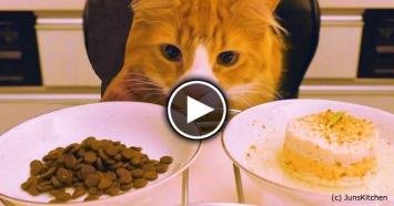 Этот кот-дегустатор. Как думаете, что он выберет: корм или домашнюю еду?